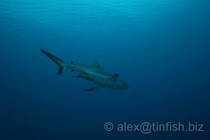 Ulong_Channel-084.JPG - Grey Reef Shark