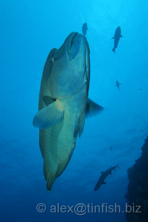 Blue_Corner-019.JPG - Napoleon Wrasse