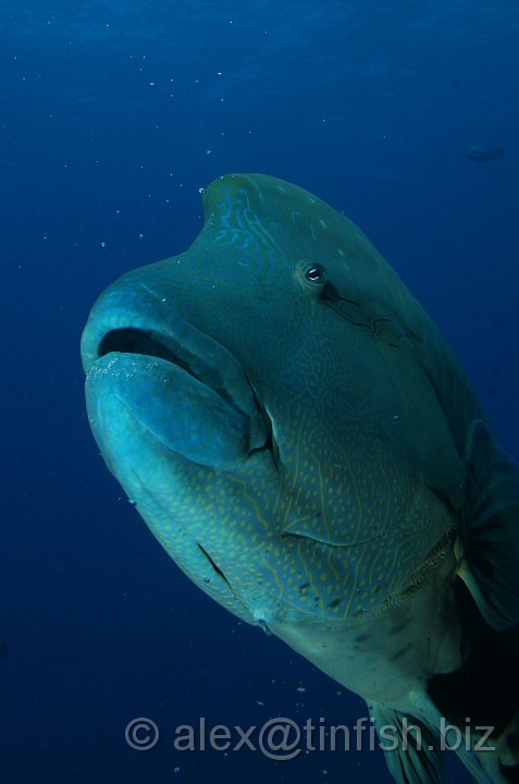 Blue_Corner-021.JPG - Napoleon Wrasse