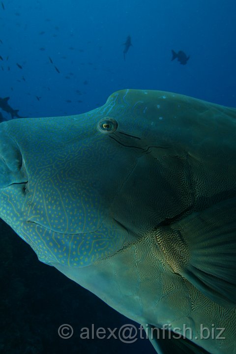 Blue_Corner-024.JPG - Napoleon Wrasse