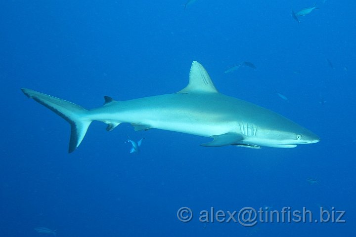 Blue_Corner-034.JPG - Grey Reef Shark