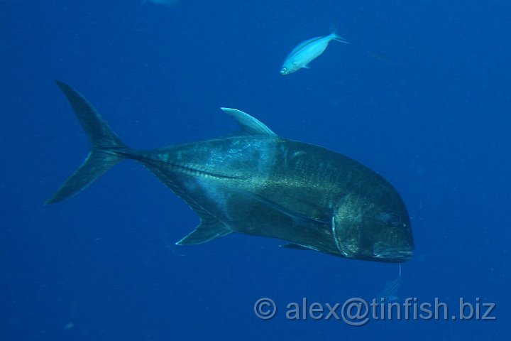 Blue_Corner-038.JPG - Giant Trevally