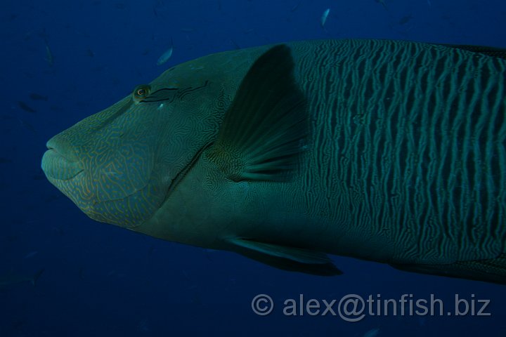 Blue_Corner-044.JPG - Napoleon Wrasse