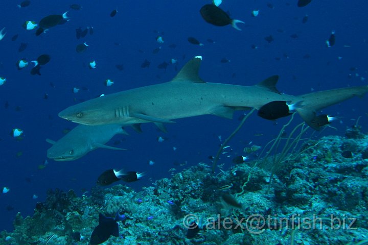 Blue_Corner-048.JPG - White Tip Reef Shark