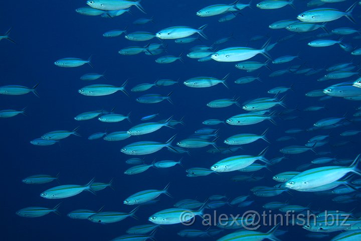 Blue_Corner-059.JPG - Rainbow Runners