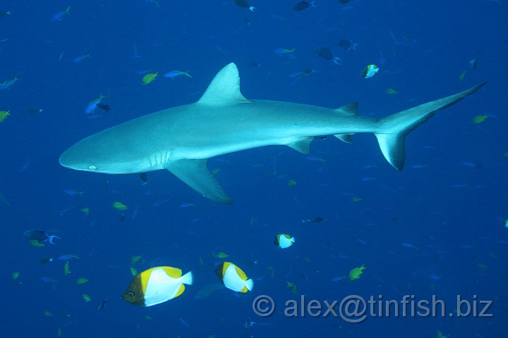 Blue_Corner-068.JPG - Grey Reef Shark