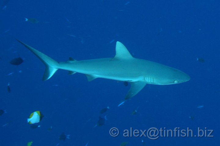 Blue_Corner-073.JPG - Grey Reef Shark