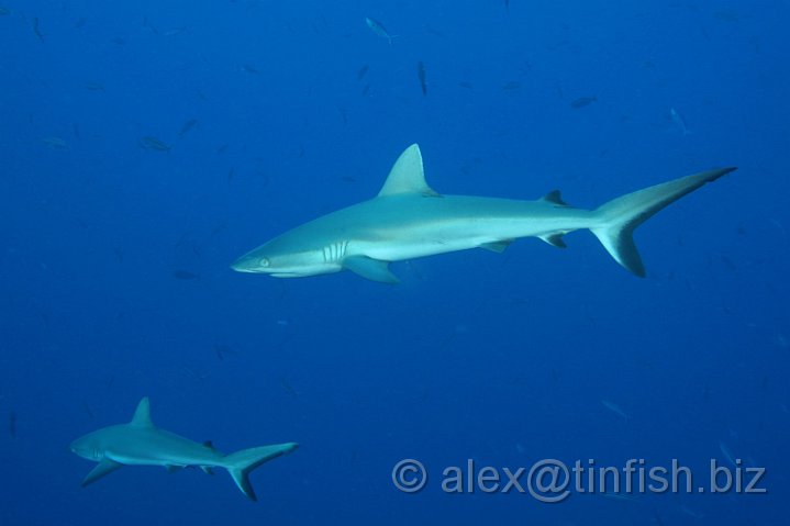 Blue_Corner-077.JPG - Grey Reef Shark