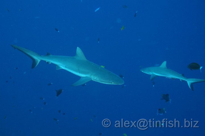 Blue_Corner-082.JPG - Grey Reef Shark