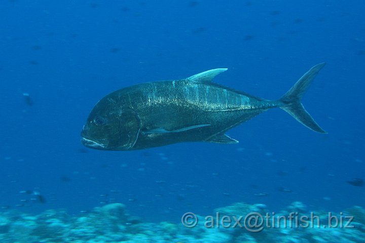 Blue_Corner-163.JPG - Giant Trevally