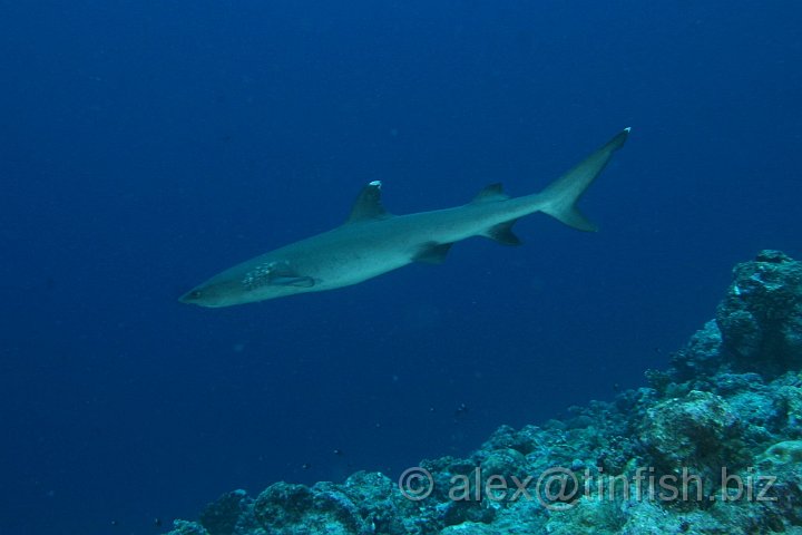 Blue_Corner-180.JPG - White Tip Reef Shark