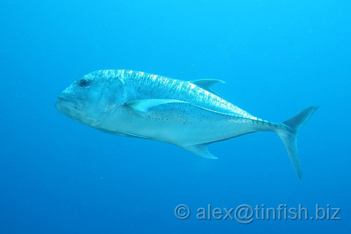 Blue_Corner-190.JPG - Giant Trevally