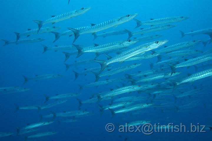 Blue_Corner-199.JPG - Barracuda