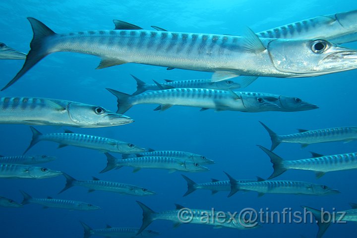 Blue_Corner-202.JPG - Barracuda