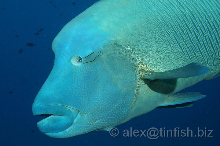 Blue_Corner-221.JPG - Napoleon Wrasse