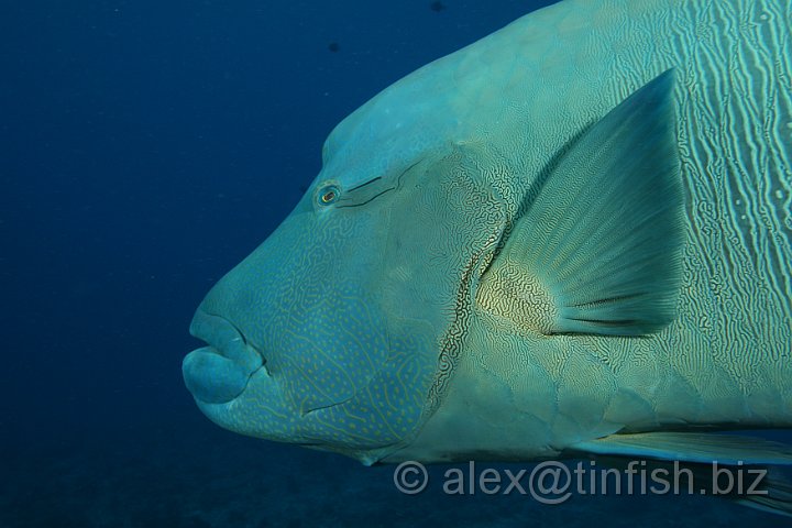 Blue_Corner-222.JPG - Napoleon Wrasse