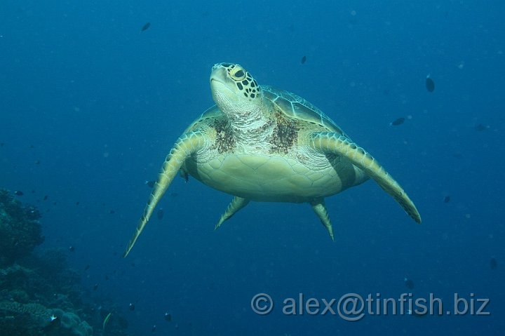 Blue_Hole-054.JPG - Turtle