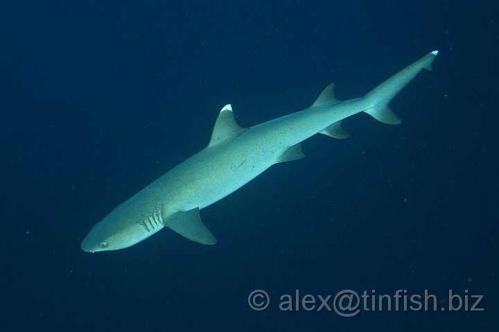 Blue_Hole-074.JPG - White Tip Reef Shark