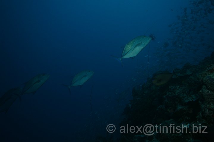 German_Channel-026.JPG - Being chased by Trevally