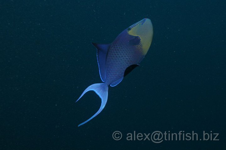 German_Channel-038.JPG - Trigger Fish