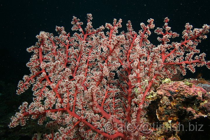 German_Channel-081.JPG - Sea Fan