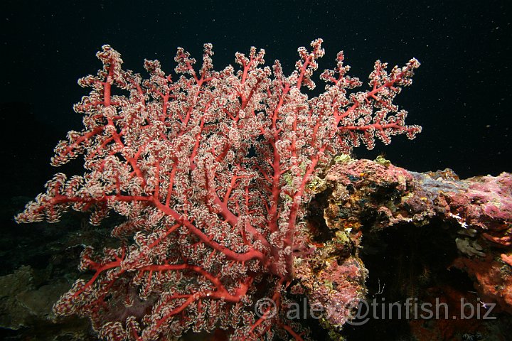 German_Channel-082.JPG - Sea Fan