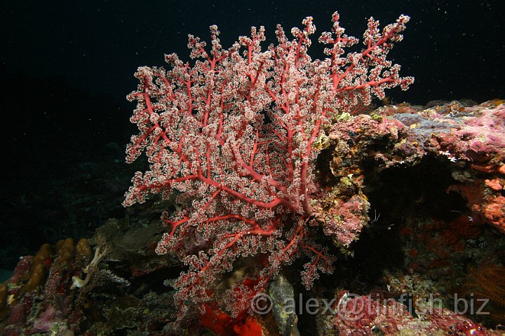 German_Channel-083.JPG - Sea Fan