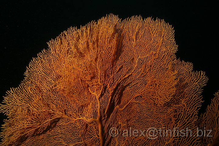 German_Channel-120.JPG - Massive Fan Coral