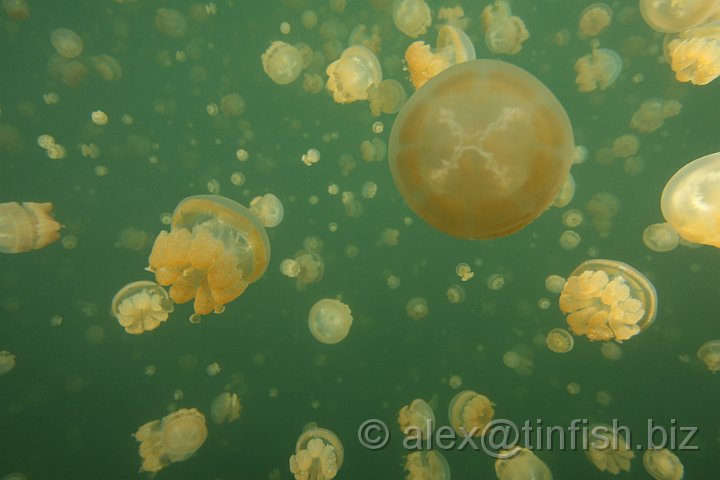 Jellyfish_Lake-026.JPG - Jellyfish Lake