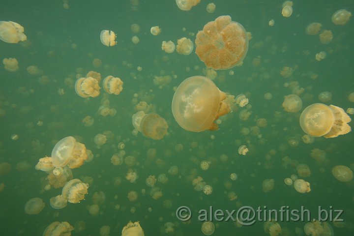 Jellyfish_Lake-027.JPG - Jellyfish Lake