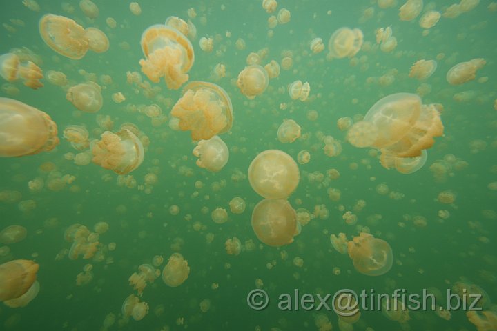 Jellyfish_Lake-042.JPG - Jellyfish Lake