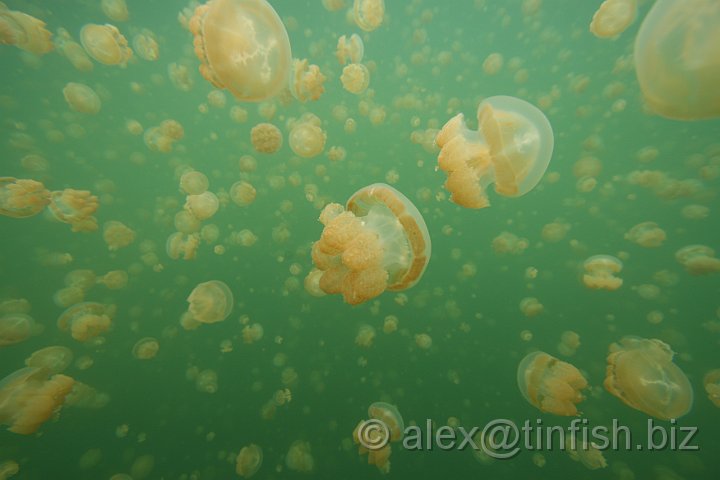 Jellyfish_Lake-043.JPG - Jellyfish Lake