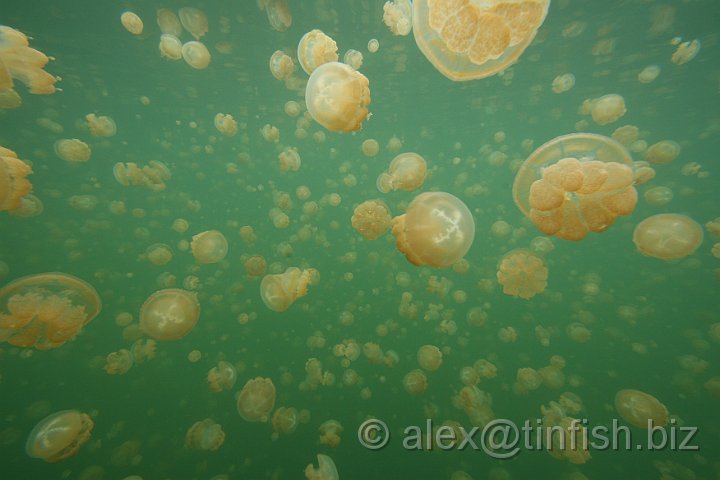 Jellyfish_Lake-053.JPG - Jellyfish Lake