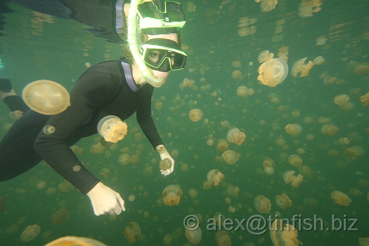 Jellyfish_Lake-078.JPG - Jellyfish Lake