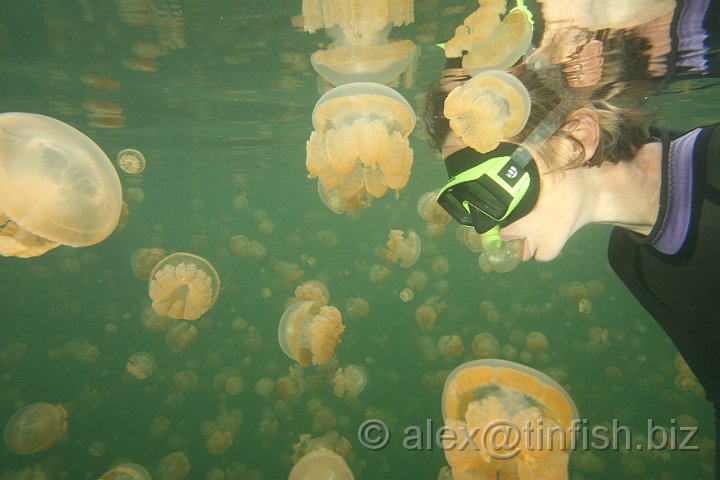 Jellyfish_Lake-086.JPG - Jellyfish Lake