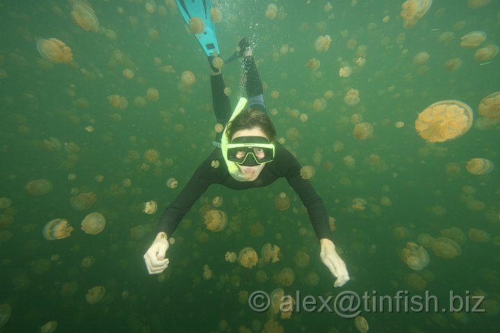 Jellyfish_Lake-096.JPG - Jellyfish Lake