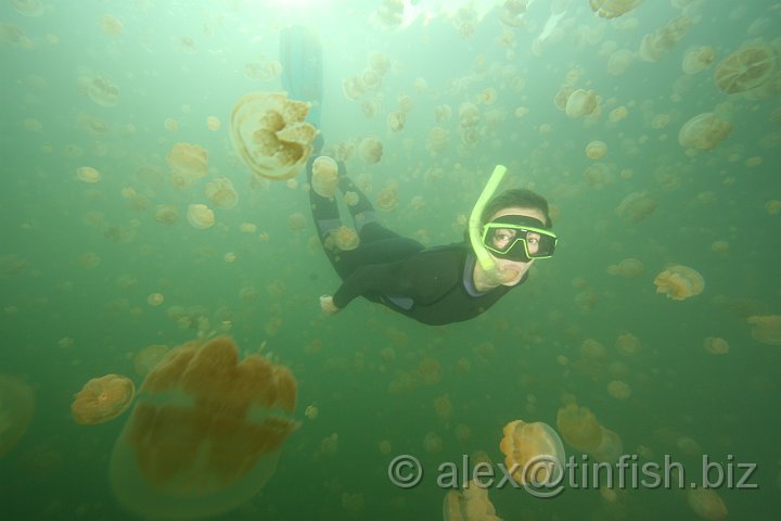 Jellyfish_Lake-140.JPG - Jellyfish Lake