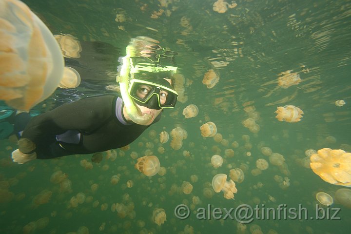 Jellyfish_Lake-165.JPG - Jellyfish Lake