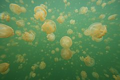 Jellyfish_Lake-042