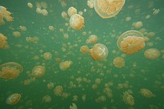 Jellyfish_Lake-053