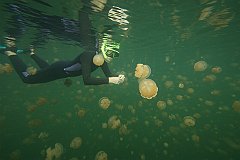 Jellyfish_Lake-069