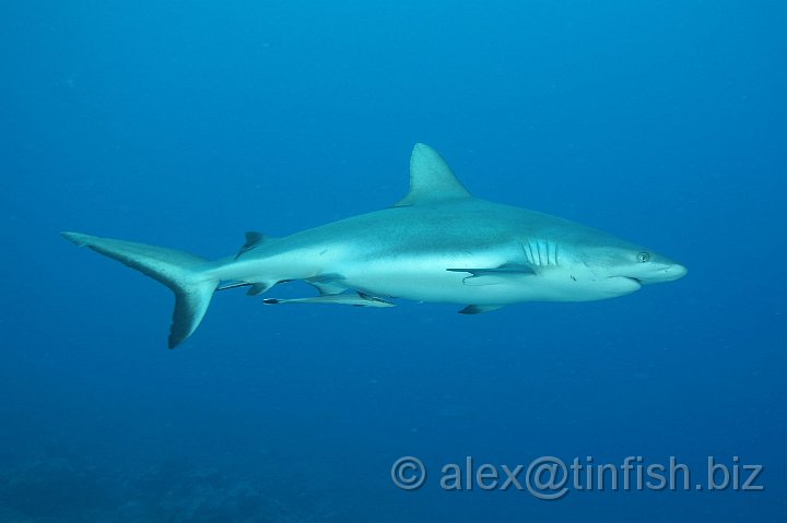 Ulong_Channel-011.JPG - Grey Reef Shark