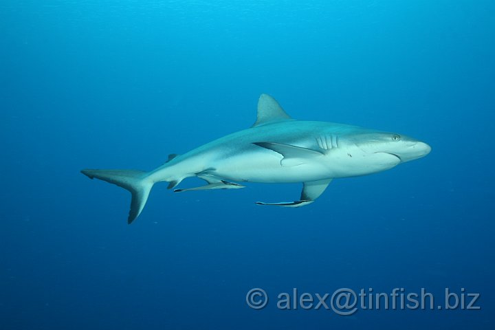 Ulong_Channel-044.JPG - Grey Reef Shark