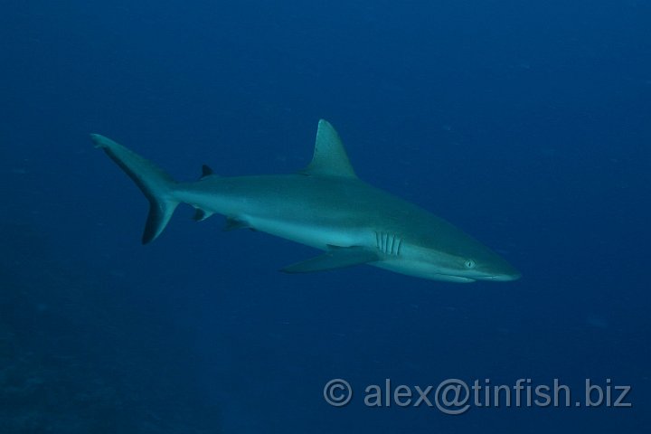 Ulong_Channel-046.JPG - Grey Reef Shark