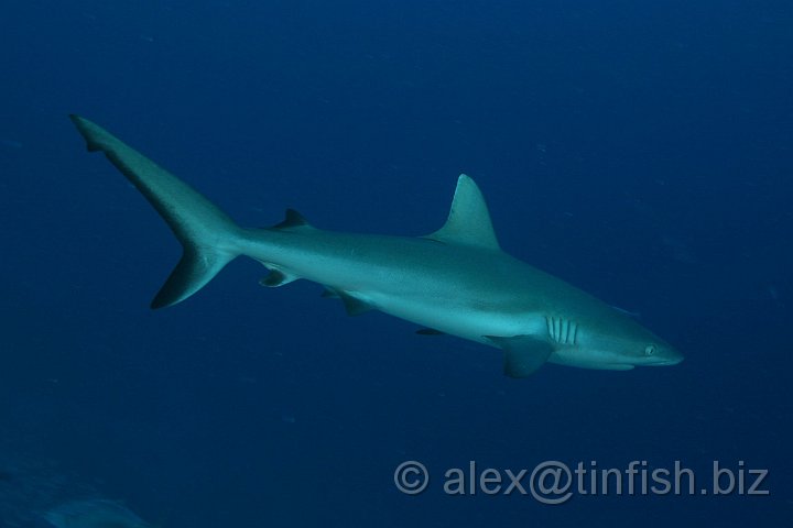 Ulong_Channel-047.JPG - Grey Reef Shark