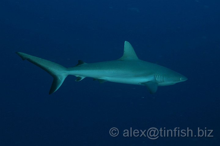 Ulong_Channel-048.JPG - Grey Reef Shark