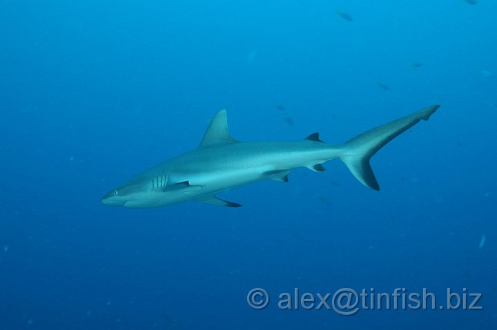 Ulong_Channel-050.JPG - Grey Reef Shark