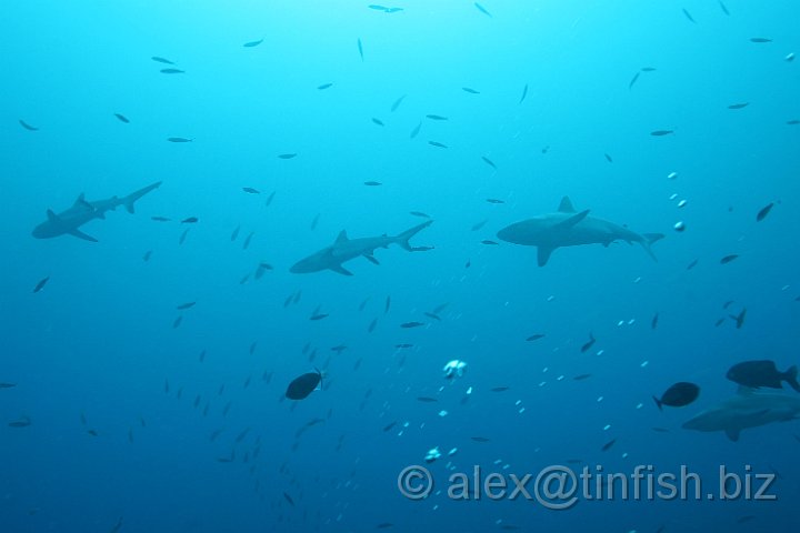 Ulong_Channel-052.JPG - Grey Reef Shark