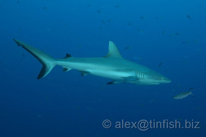 Ulong_Channel-057.JPG - Grey Reef Shark