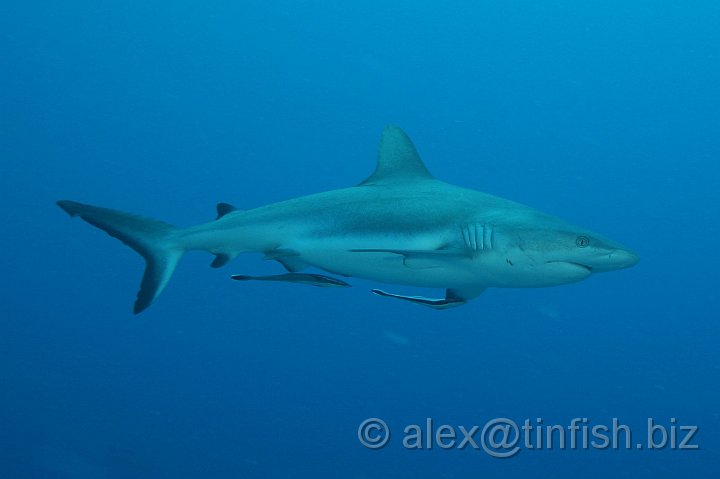 Ulong_Channel-059.JPG - Grey Reef Shark